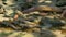 Mudskipper fish climbing on a log at the mangrove forest