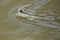 Mudskipper fish in the sea Mangrove area