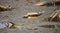 Mudskipper on mud in a serene mangrove swamp. Biodiverse ecosystem. Coastal ecosystem. Biodiverse mangrove habitat. Mudskipper on