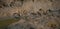 Mudskipper on mud in a serene mangrove swamp. Biodiverse ecosystem. Coastal ecosystem. Biodiverse mangrove habitat. Mudskipper on