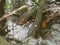 Mudskipper resting on the mangrove tree root