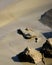 Mudskipper on a Rock