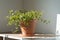 Muehlenbeckia houseplant in terracotta pot on table at home. Climbing plant