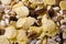 Muesli background