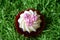 Muffins decorated with pink flowers on green background.