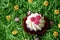 Muffins decorated with yellow flowers on green background.