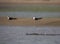 Muggar and Indian skimmers at Chambal River,Rajasthan,India