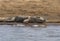 Mugger crocodile, Crocodylus palustris basking on the banks of Chambal river in Rajasthan, India.