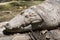 Mugger crocodile Indian Marsh Crocodile