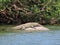 Mugger Crocodile lazing in the sun