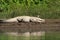 Mugger or Marsh crocodile sun bathing next to the water at Chitwan National park in Nepal