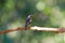 Mugimaki flycatcher