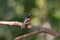 Mugimaki flycatcher