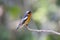 Mugimaki Flycatcher Ficedula mugimaki