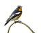 Mugimaki flycatcher Ficedula mugimaki tiny black and white bird with dark yelow color on its chest to belly perching on