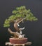 Mugo pine bonsai