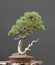 Mugo pine bonsai