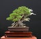 Mugo pine bonsai