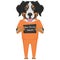 Mugshot prison clothes dog Bernese Mountain Dog