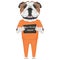 Mugshot prison clothes dog English Bulldog