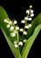 Muguet lillies