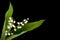 Muguet twig