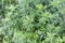 Mugwort