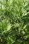 Mugwort, Artemisia vulgaris plant and green leaves