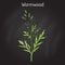 Mugwort, or common wormwood Artemisia vulgaris , medicinal plant