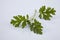 Mugwort leaf