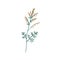 Mugwort plant. Sagebrush floral herb with flowers and leaves. Botanical drawing of wild field wormwood. Botany flat