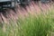 Muhlenbergia capillaris. Poaceae perennial plants native to North America.