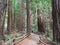 Muir Woods National Monument - 9/18/2017 -Tourist walk through giant Redwood trees at the Muir Woods National Monument just outsid