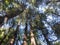 Muir Woods Redwood Trees looking up