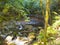 Muir Woods Stream with rocks ferns