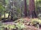 Muir wooods redwood national forest muir woods california tall trees red woods