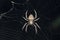 Mukherjee`s orb weaver spider, Neoscona mukherjee, Satara