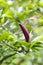 Mulan Magnolia liliiflora Nigra, purple bud