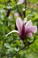 Mulan Magnolia liliiflora Nigra, a purple flower