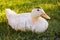 Mulard duck sitting in the green grass