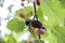 Mulberries on a branch. Ripe berry. Natural product. Vitamins. Blurred background Close-up.