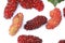 Mulberries fruit