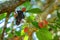 Mulberries growing on the branch of a tr