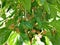 Mulberries on a mulberry tree with leaves around