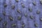Mulberries on Purple Textile in Pattern