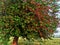 Mulberries with red colouring plant amazing look in spring season in Punjab Pakistan fresh