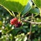 Mulberries, Ripe, Juicy, Gorgeous