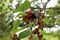 Mulberries ripe on the tree in the garden in summer