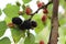 Mulberries ripe on the tree in the garden in summer