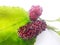 Mulberry balls on a white background